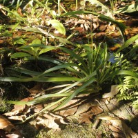 Eriocaulon psammophilum S.M.Phillips